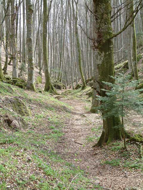 La Verna: sentiero natura